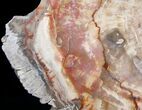 Petrified Wood Slab - Madagascar #14570-1